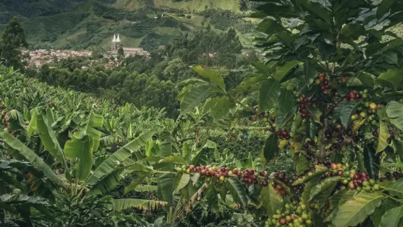 04 Local Coffee Farms – Traditional coffee tours_(6)