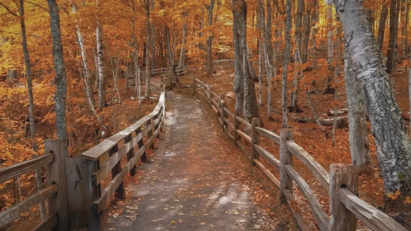 04) Mabie Forest(3)