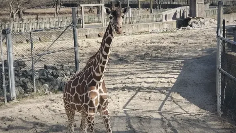 04) Memphis Zoo(3)