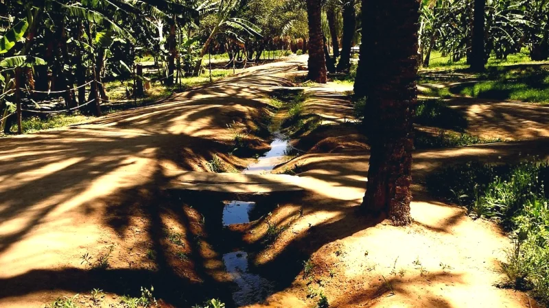 04) Palm Valley Walks(4)