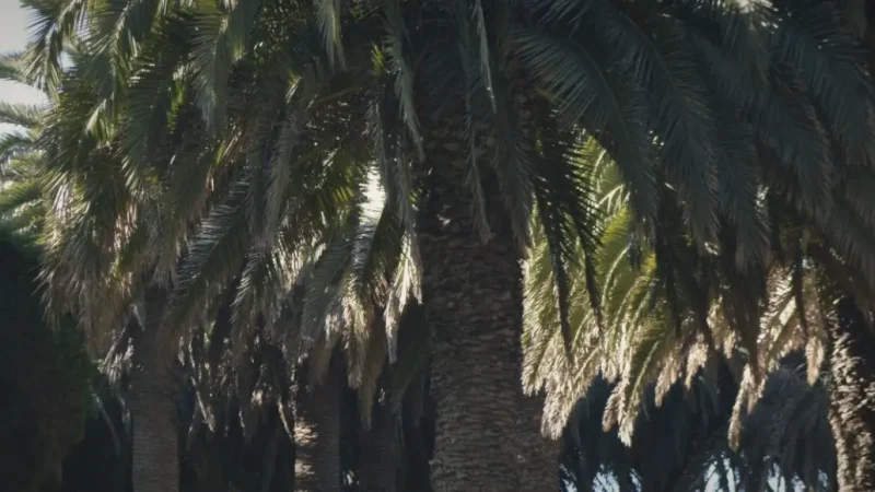 04) Ross Park(4)