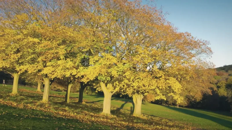 04) Roundhay Park(4)