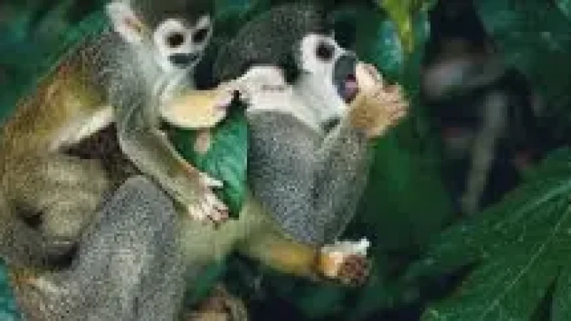 04 Wildlife Observation Areas ‒ Monkeys and birds(6)