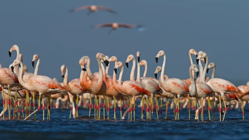 04. Birdwatching Areas – Native and migratory birds(1)