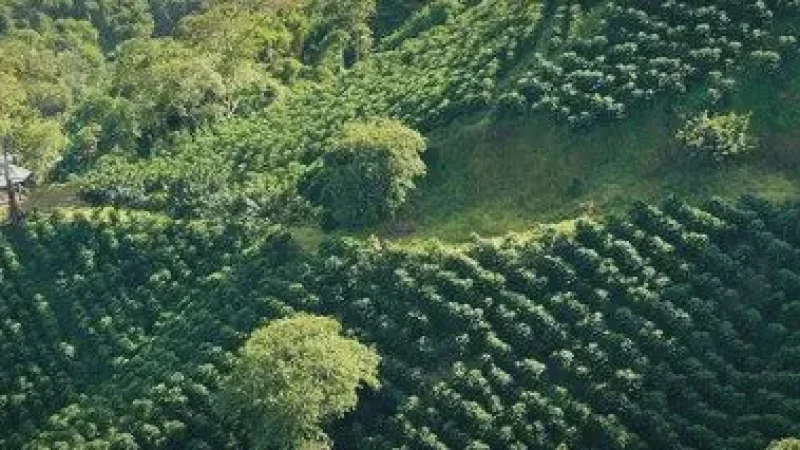 04. Coffee Farms – Coffee tasting and tours_(3)