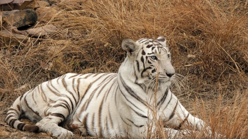 04. Van Vihar National Park(6)