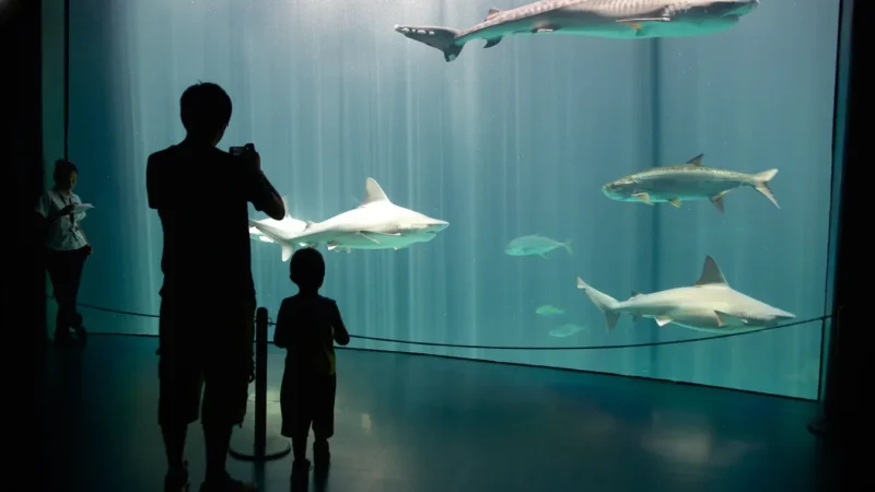 05) Aquarium of Veracruz(1)