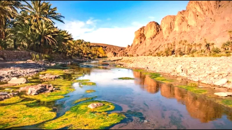 05) Fint Oasis(1)
