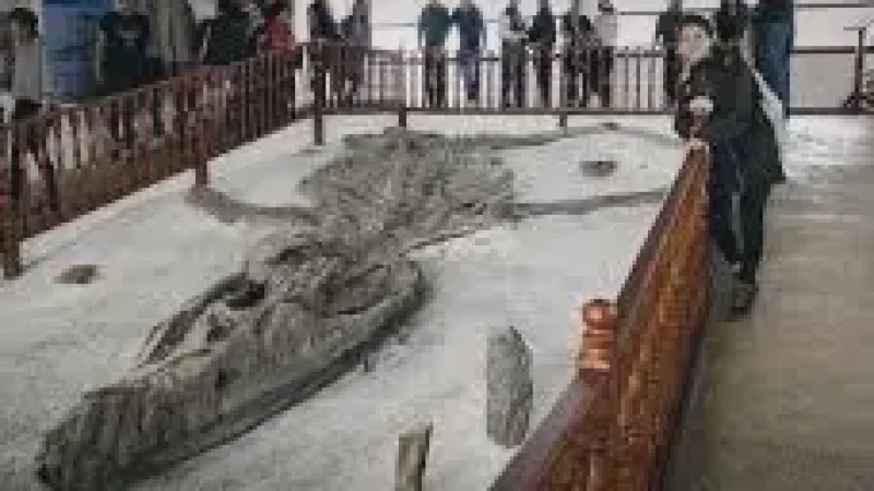05 Fossil Museum – Prehistoric discoveries(3)