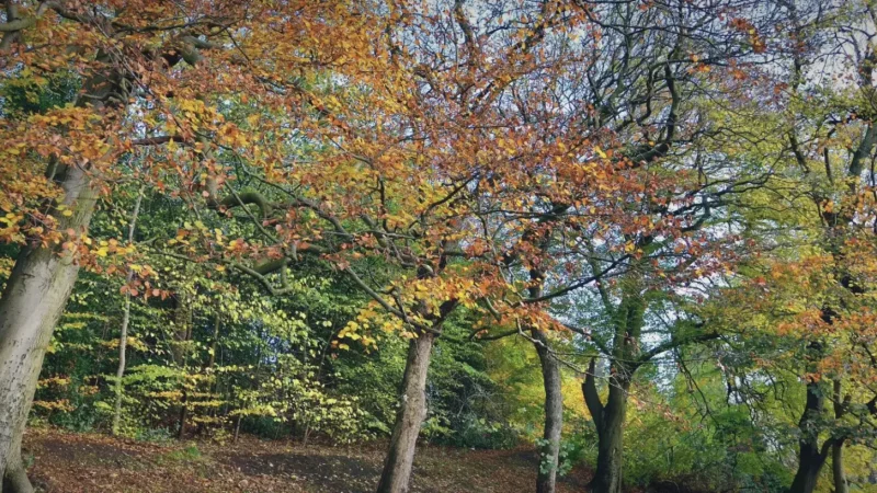 05) Kelvingrove Park(4)