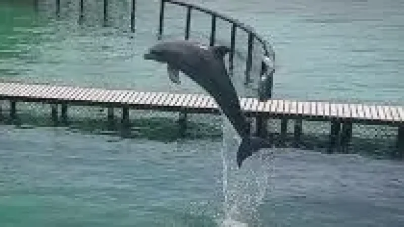 05 Marine Aquarium Area – Sea life viewing(2)