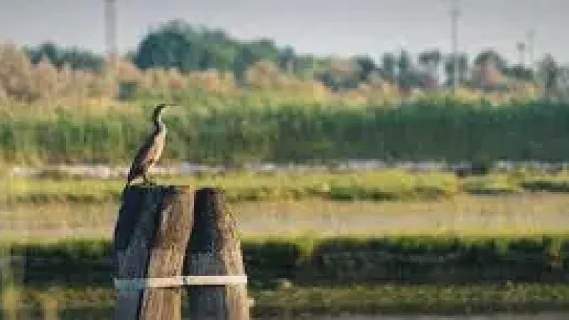 05 Nature Observation Zones – Local flora and birds(3)
