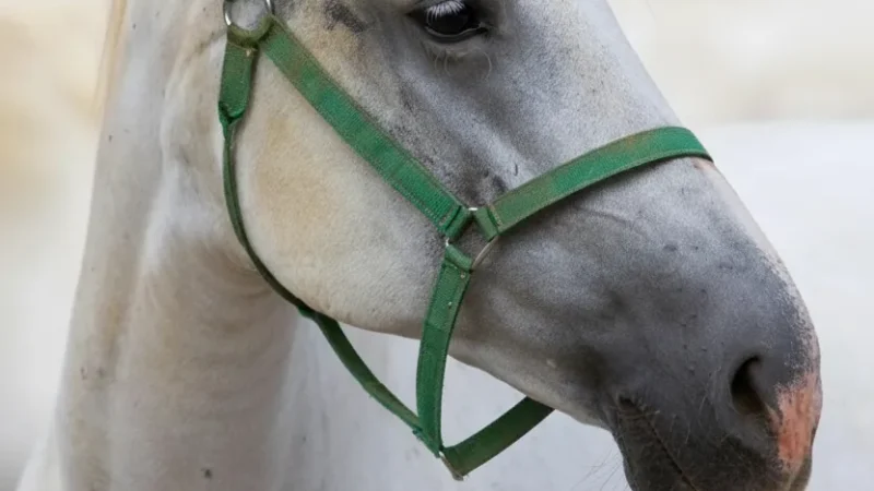 State Stud Farm Đakovo