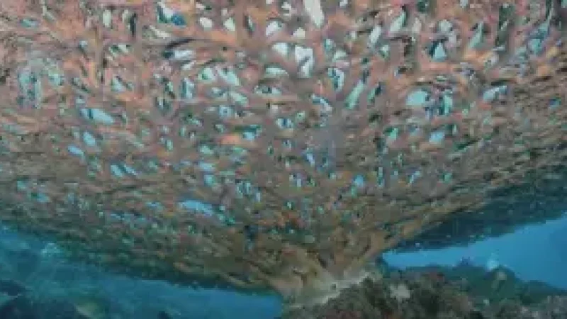 05) Tanjung Tengah Snorkeling Point(2)