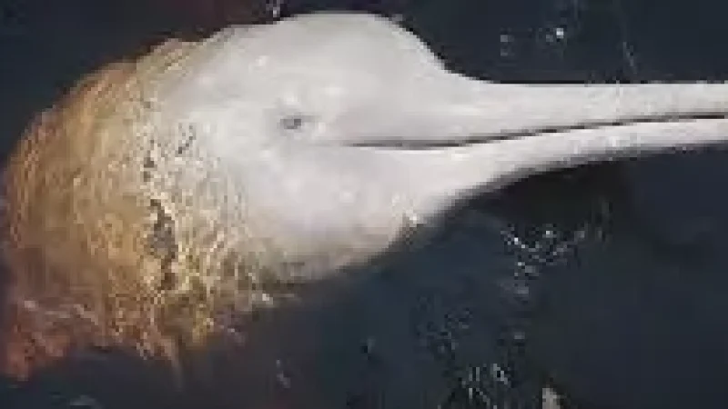 05 Wildlife Observation Zones ‒ Birds and river animals(5)