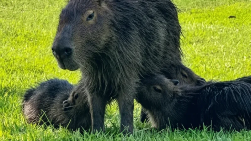 05. Capybara Observation Zones – Close wildlife views(5)