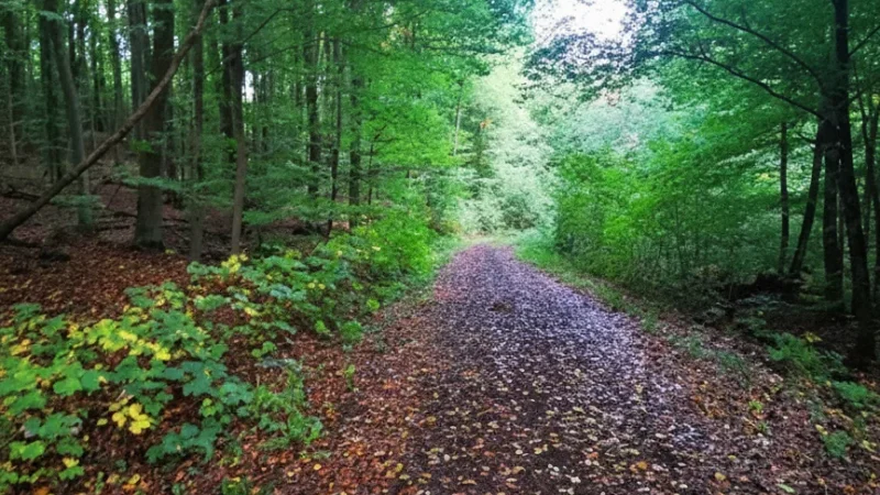 05. Hangelstein Nature Reserve(2)