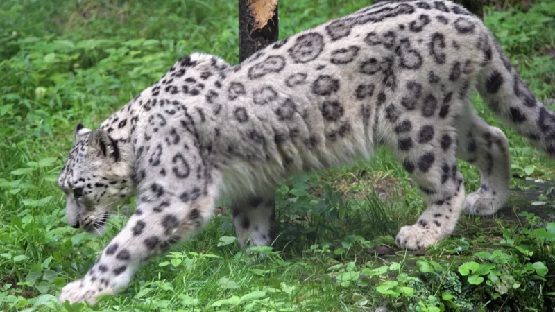 05. Nainital Zoo – A high-altitude zoological park_(3)