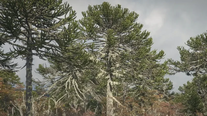 05_Araucaria_Forests(3)