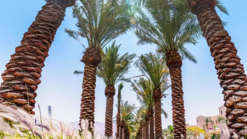 06) Aqaba City Promenade(5)