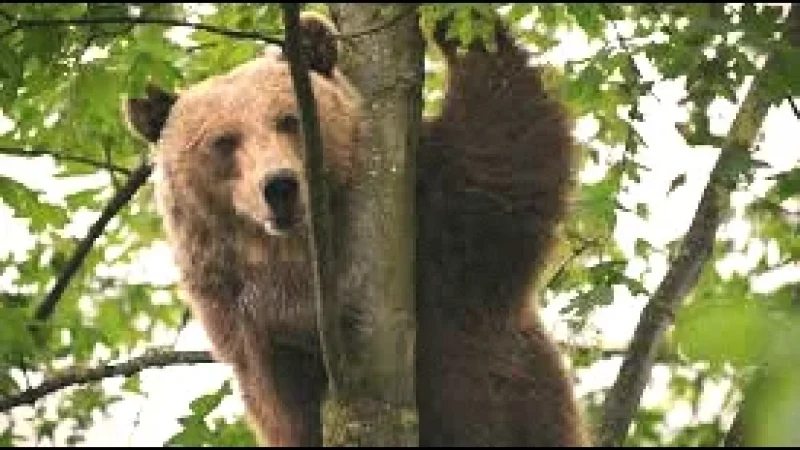 06 Bear Park(1)