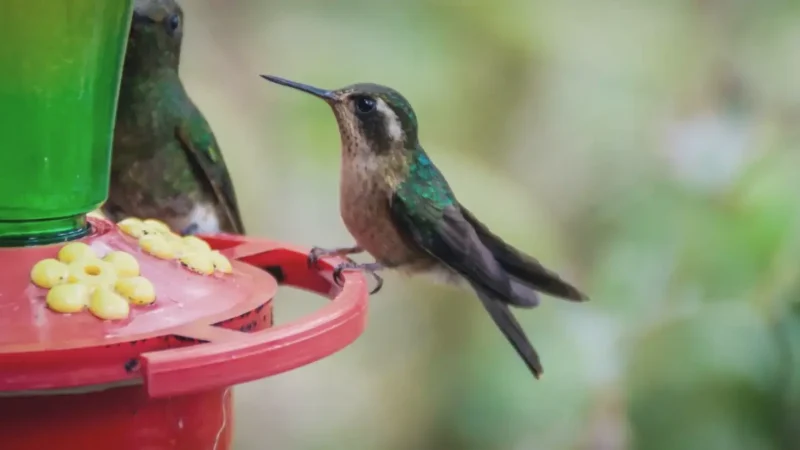 06 Birdwatching Areas – Local wildlife spots_(3)