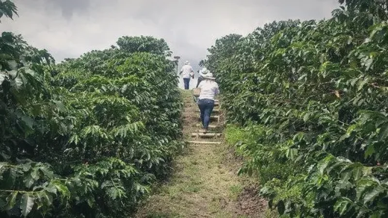 06 Coffee Cultural Routes – Local coffee experiences_(6)