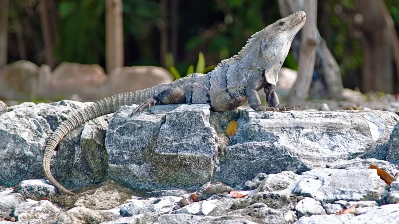 06) El Rey Mayan Ruins(1)
