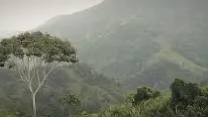 06 Forest Viewpoints – Jungle scenery(5)
