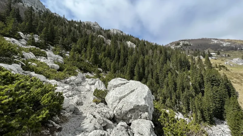 Forest Walking Paths