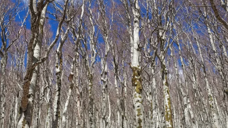 06) Forest Walking Paths(2)