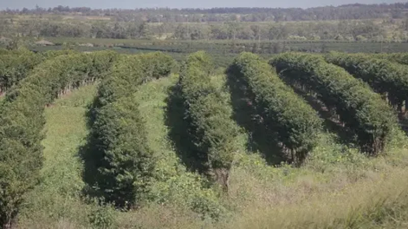 06) Kona Coffee Farms(4)