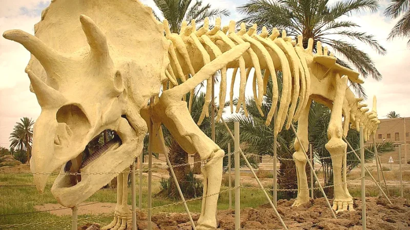 06) Local Fossil Museums(5)
