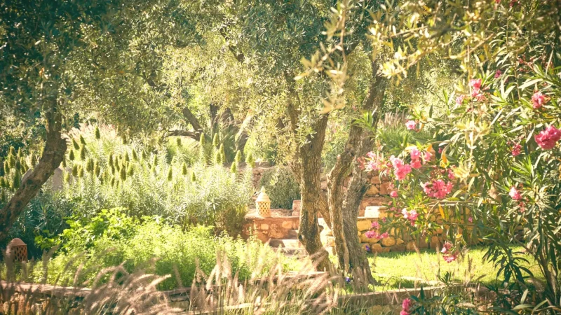 06) Local Olive Groves(1)