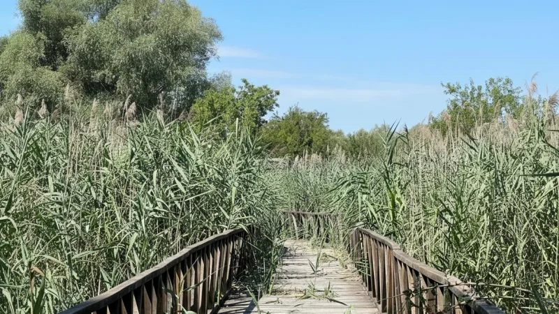 06) Nature Trails(6)