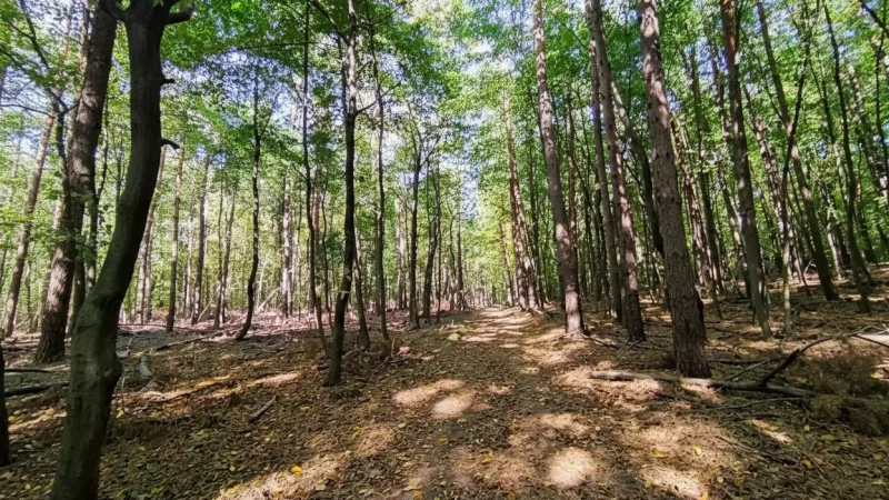 06) Nature Walking Paths(3)