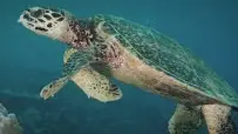 06) Tanjung Mak Cantik(2)