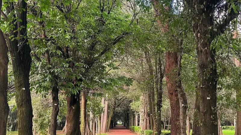 06) Viveros de Coyoacán Park(4)