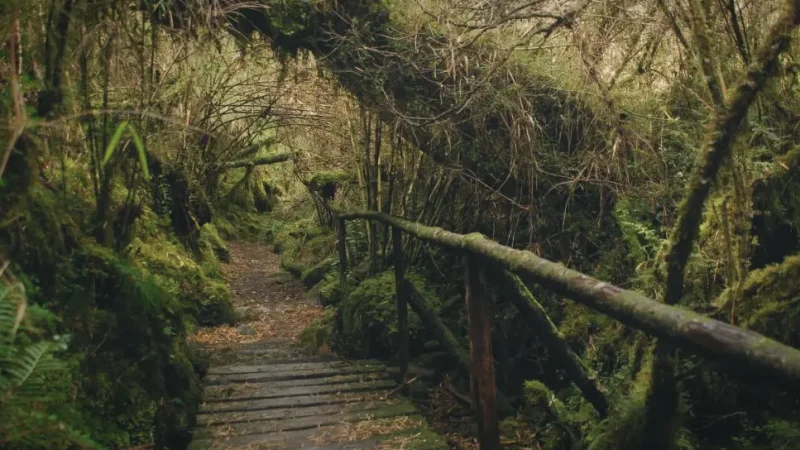 06) Wooden Walkways(2)