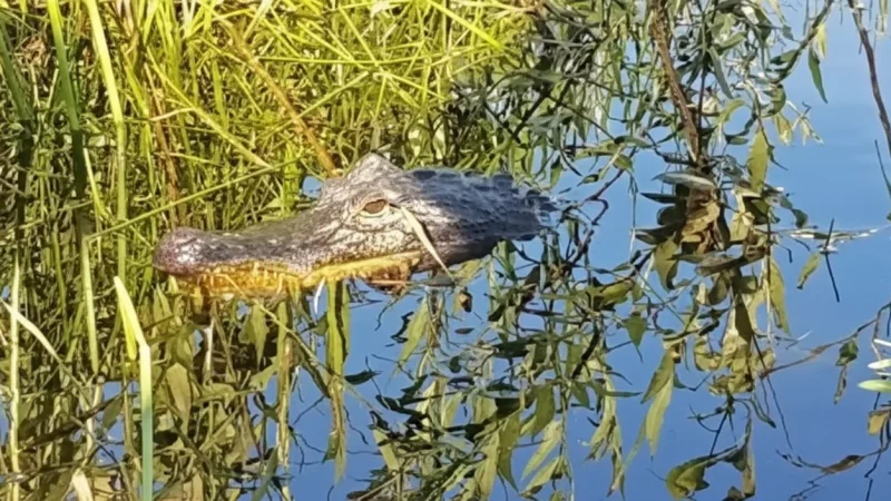06. Caiman Spotting Areas – Safe viewing points(6)