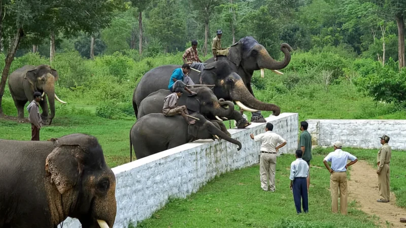 06. Dubare Elephant Camp(3)