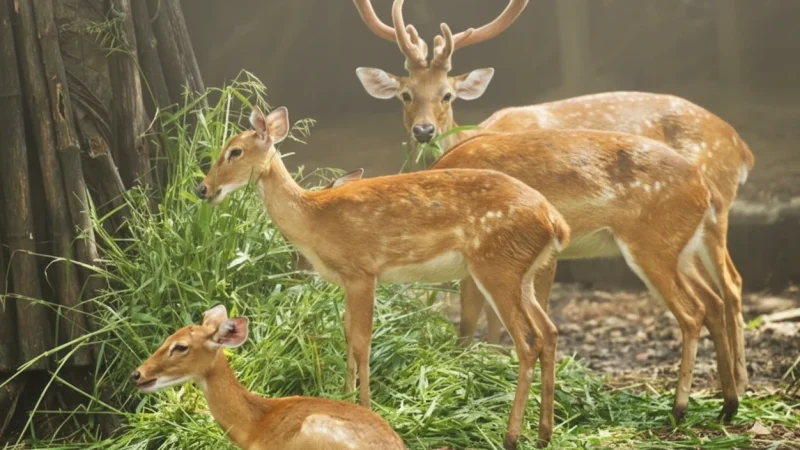 06. Malsi Deer Park(4)