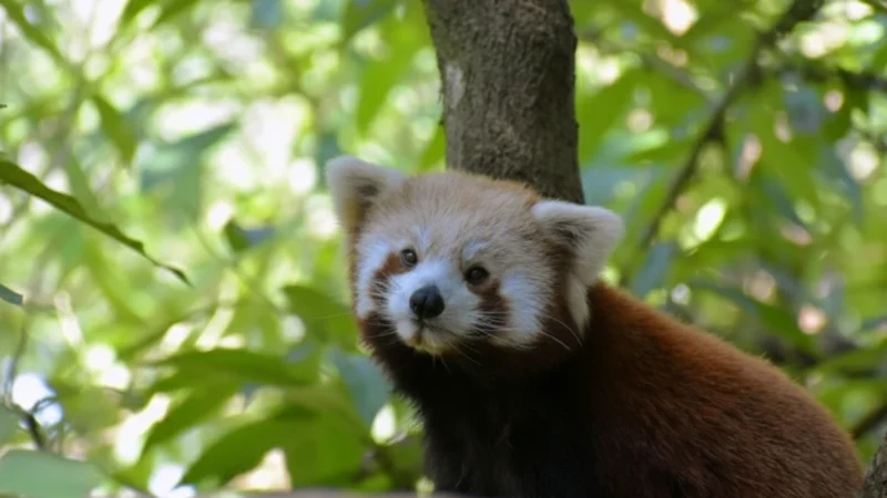 06. Padmaja Naidu Himalayan Zoological Park(1)