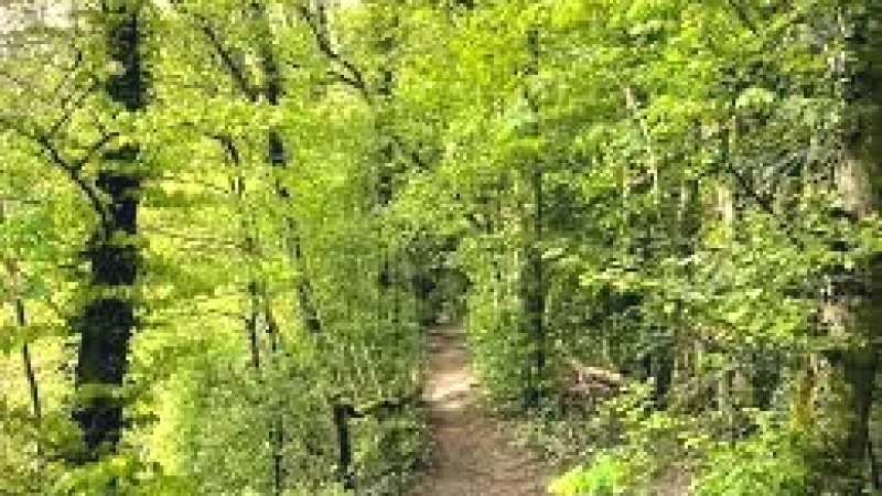 07 7. Versoix Forest Trails(4)