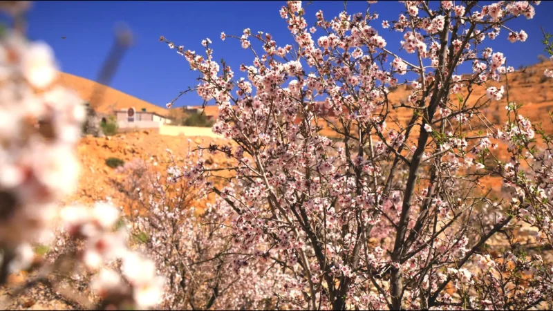 07) Almond Groves(3)