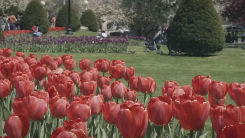 07) Boston Public Garden(1)