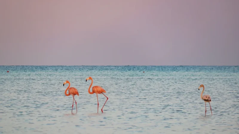 07) Flamingo Viewing Areas(1)