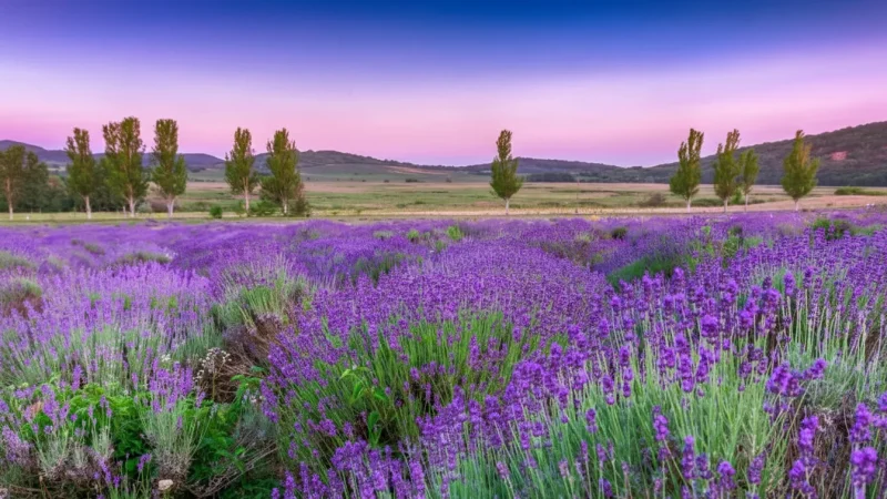 07) Lavender Museum(1)