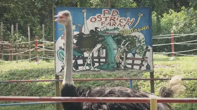 07) PD Ostrich Farm(3)