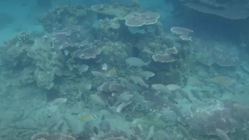 07) Renggis Island(2)